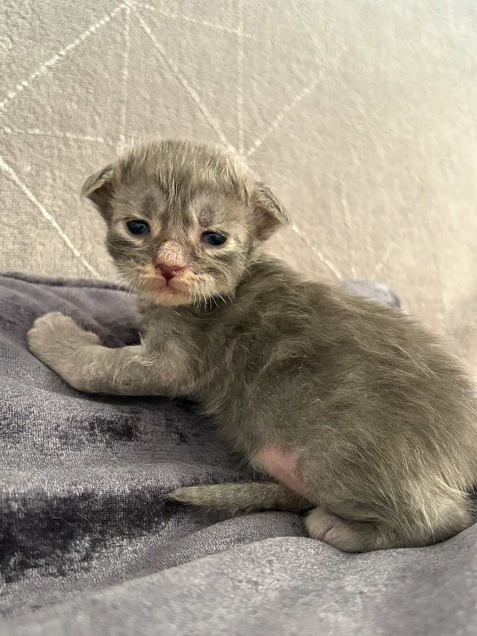Bart mâle Maine coon blue blotched tabby polydactyle aux 4 pattes 6/6/6/6