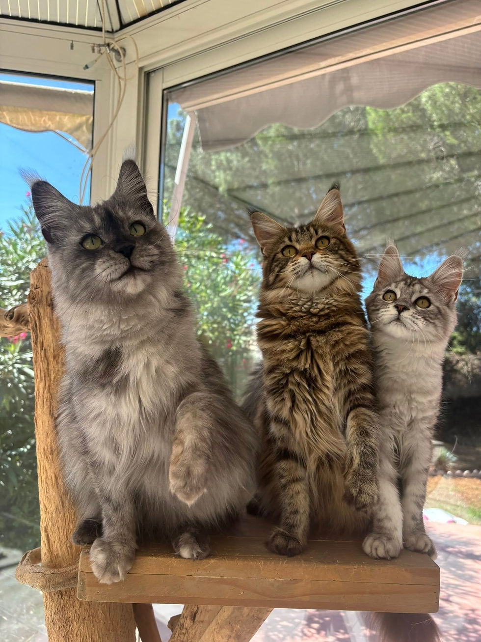 Ummie femelle Maine coon black smoke