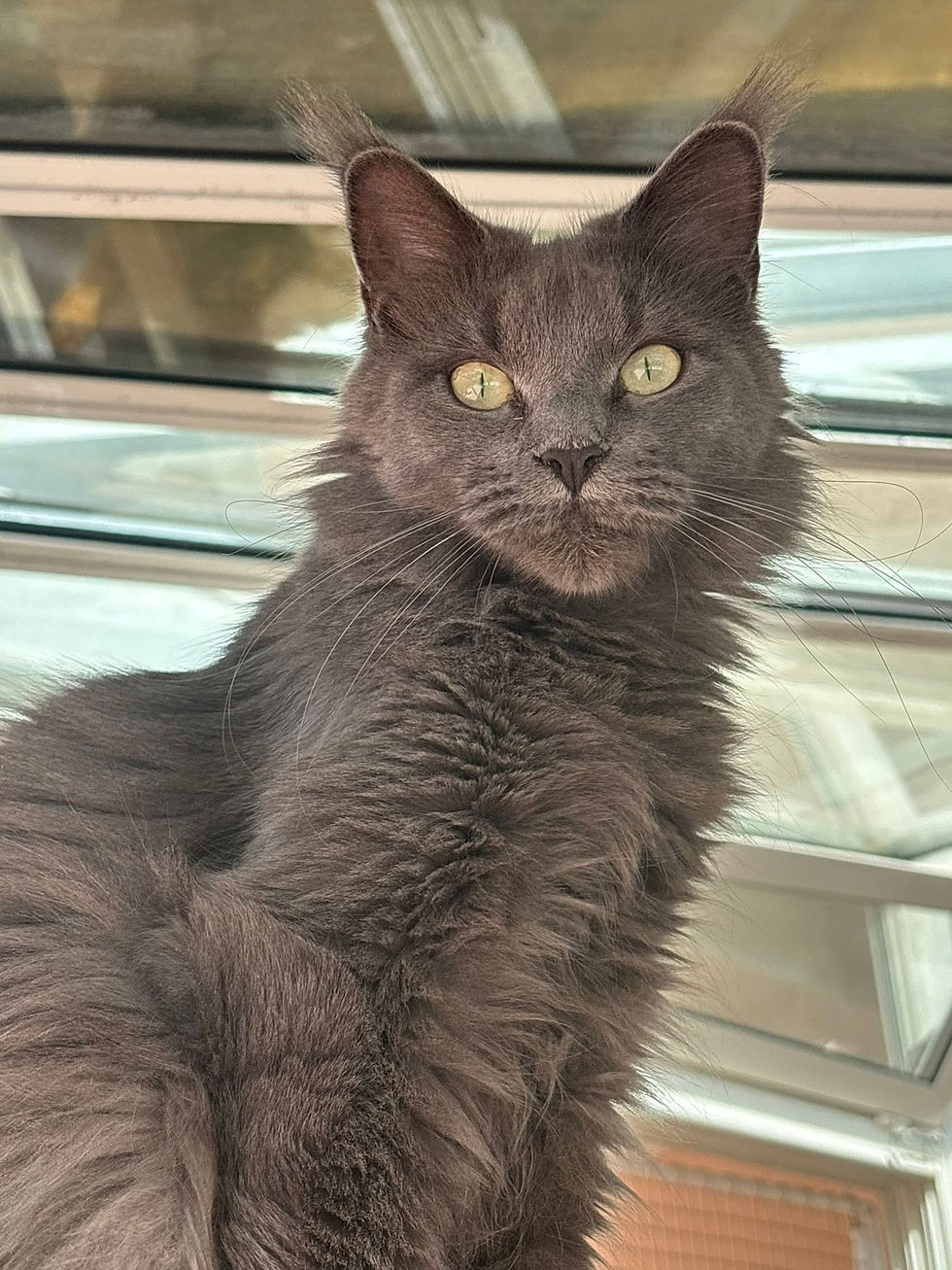 Uméa femelle Maine coon blue smoke