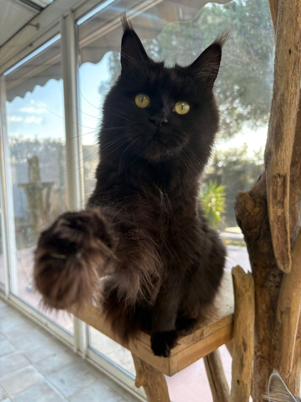 Tourmalyne femelle Maine coon de couleur black