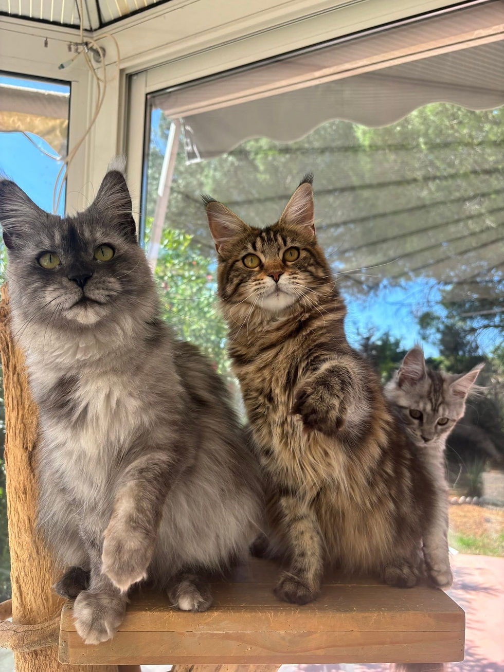 Ummie femelle Maine coon black smoke