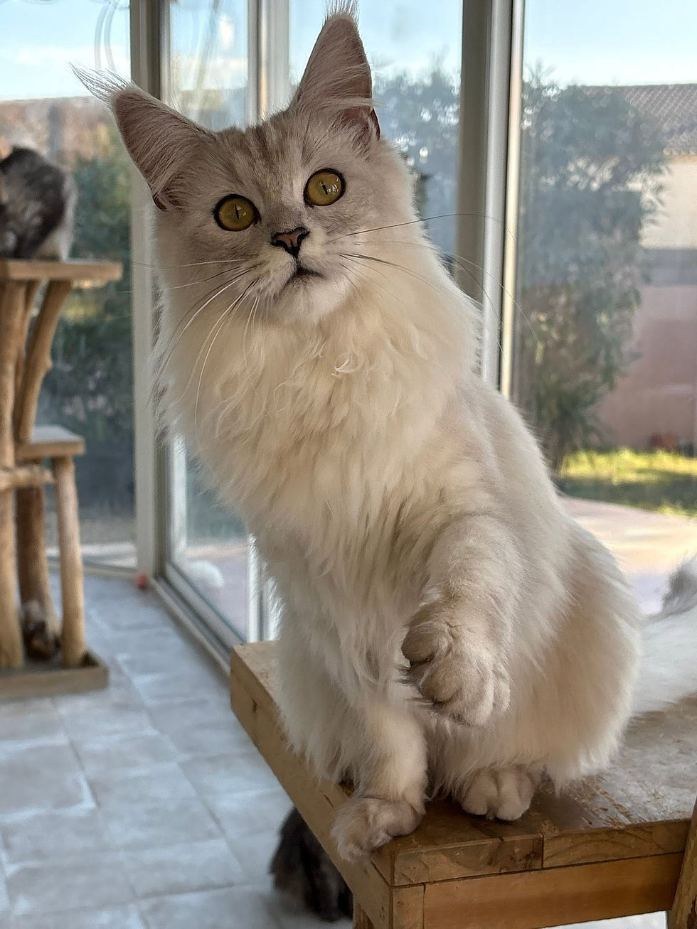 Aloé des Maudor femelle Maine coon Black smoke high