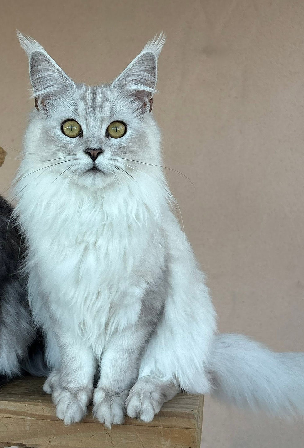 Aloé des Maudor femelle Maine coon Black smoke high