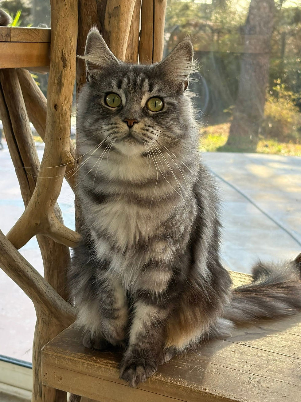 Vanille femelle Maine coon black silver blotched tabby