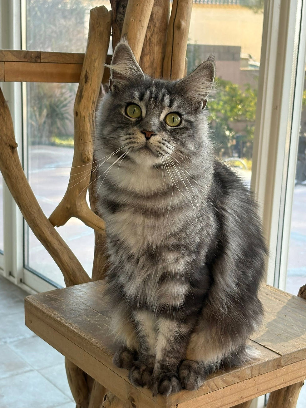 Vanille femelle Maine coon black silver blotched tabby