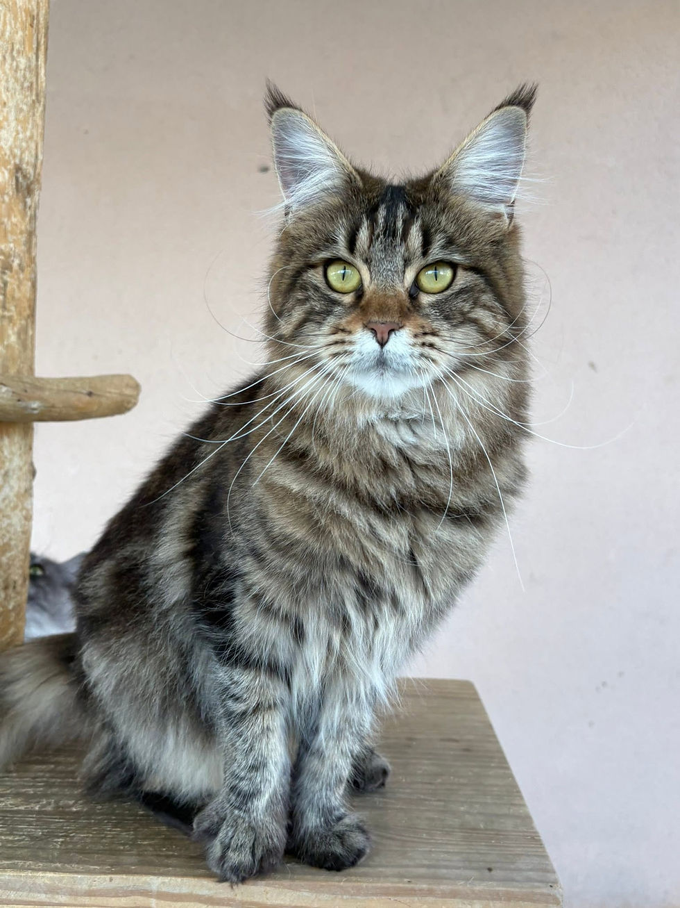 Vanaé femelle Maine coon brown blotched tabby