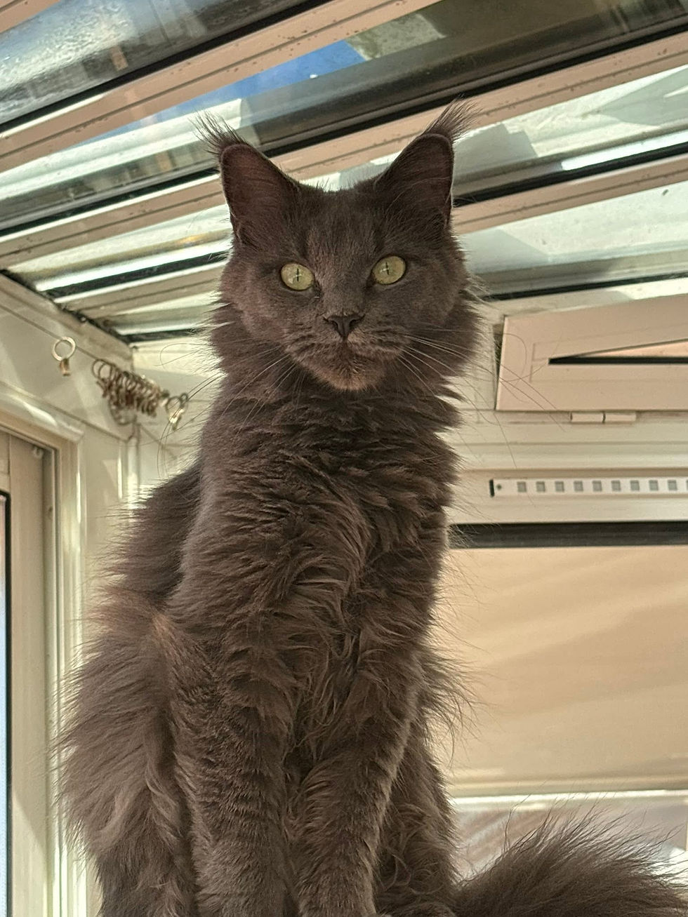 Uméa femelle Maine coon blue smoke