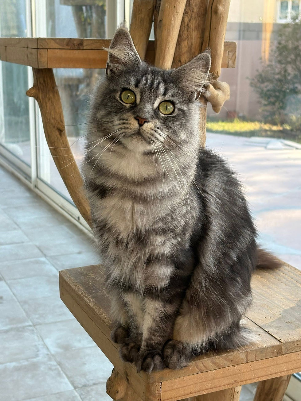 Vanille femelle Maine coon black silver blotched tabby