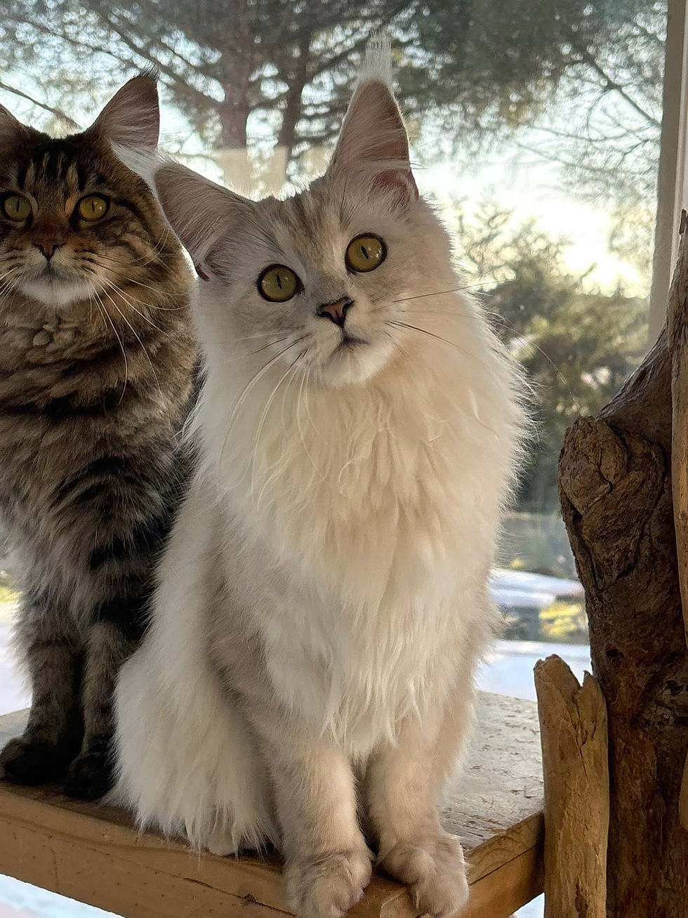 Aloé des Maudor femelle Maine coon Black smoke high