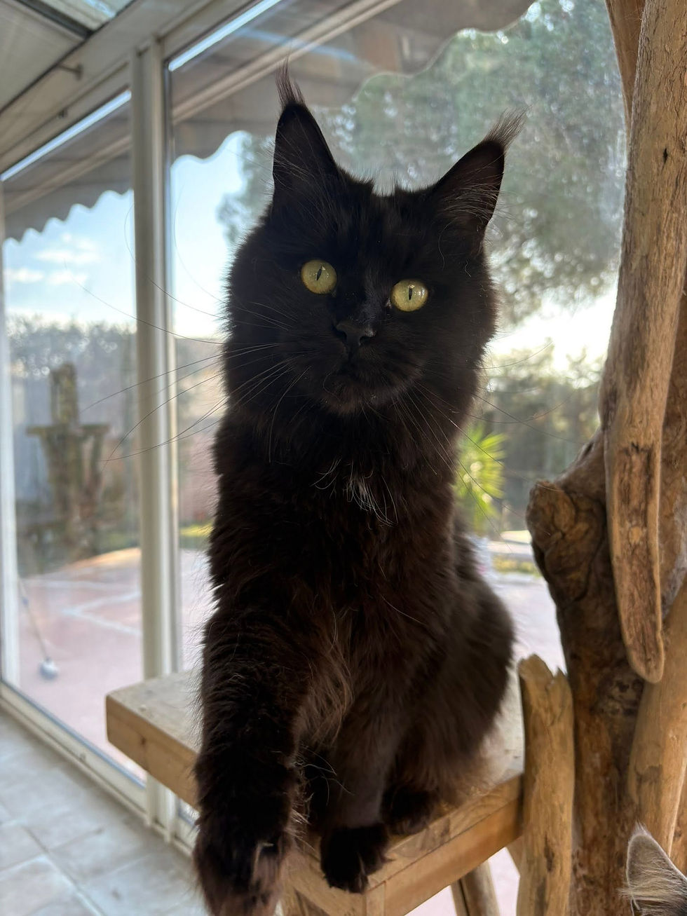 Tourmalyne femelle Maine coon de couleur black