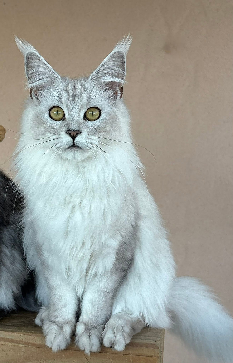 Aloé des Maudor femelle Maine coon Black smoke high