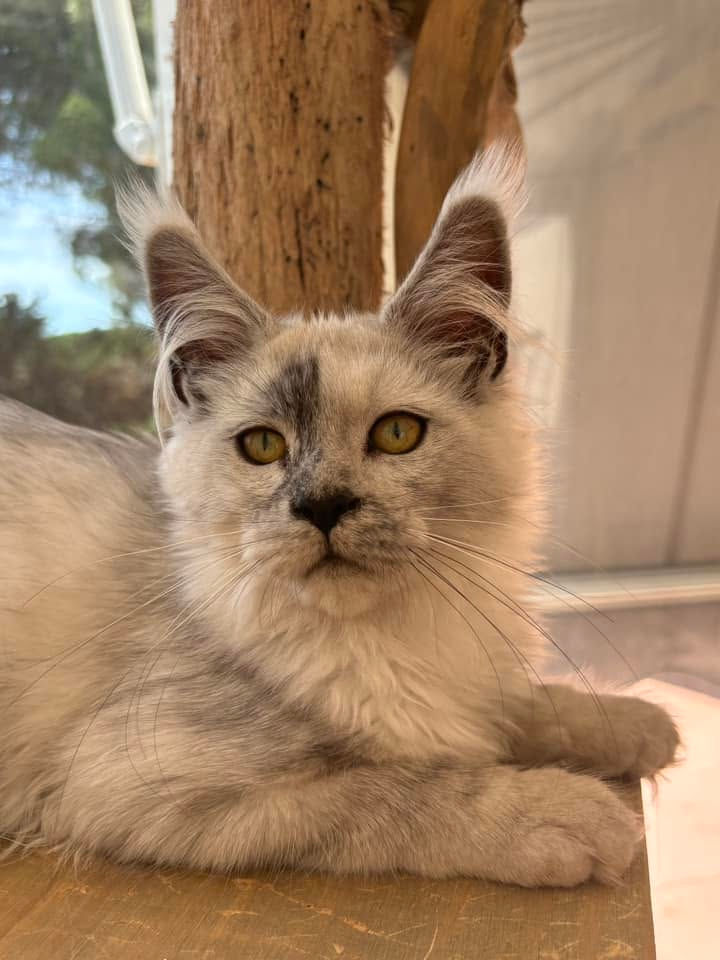 Vahiné femelle Maine coon black smoke high
