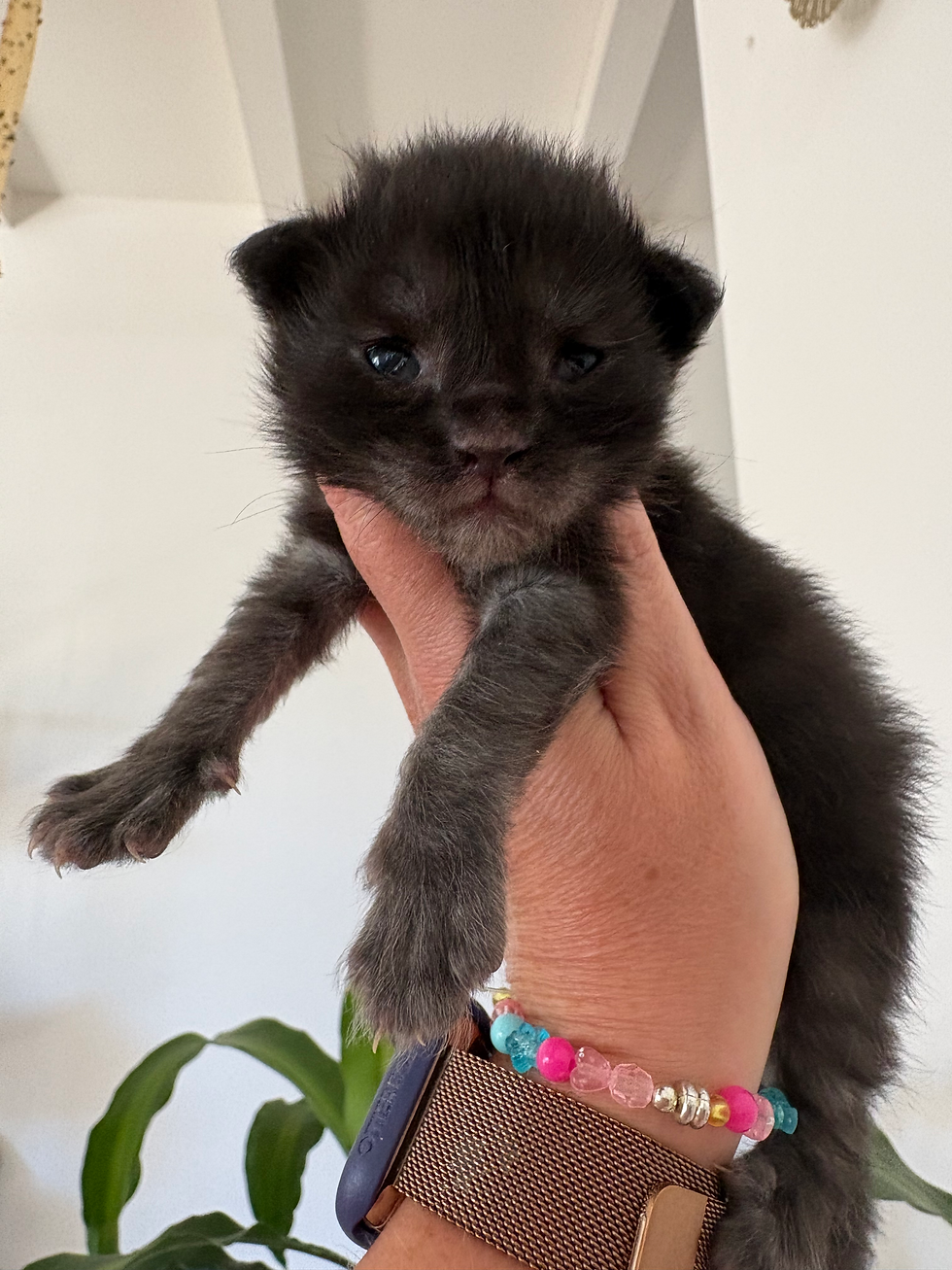 Bianca femelle Maine coon de couleur Black smoke