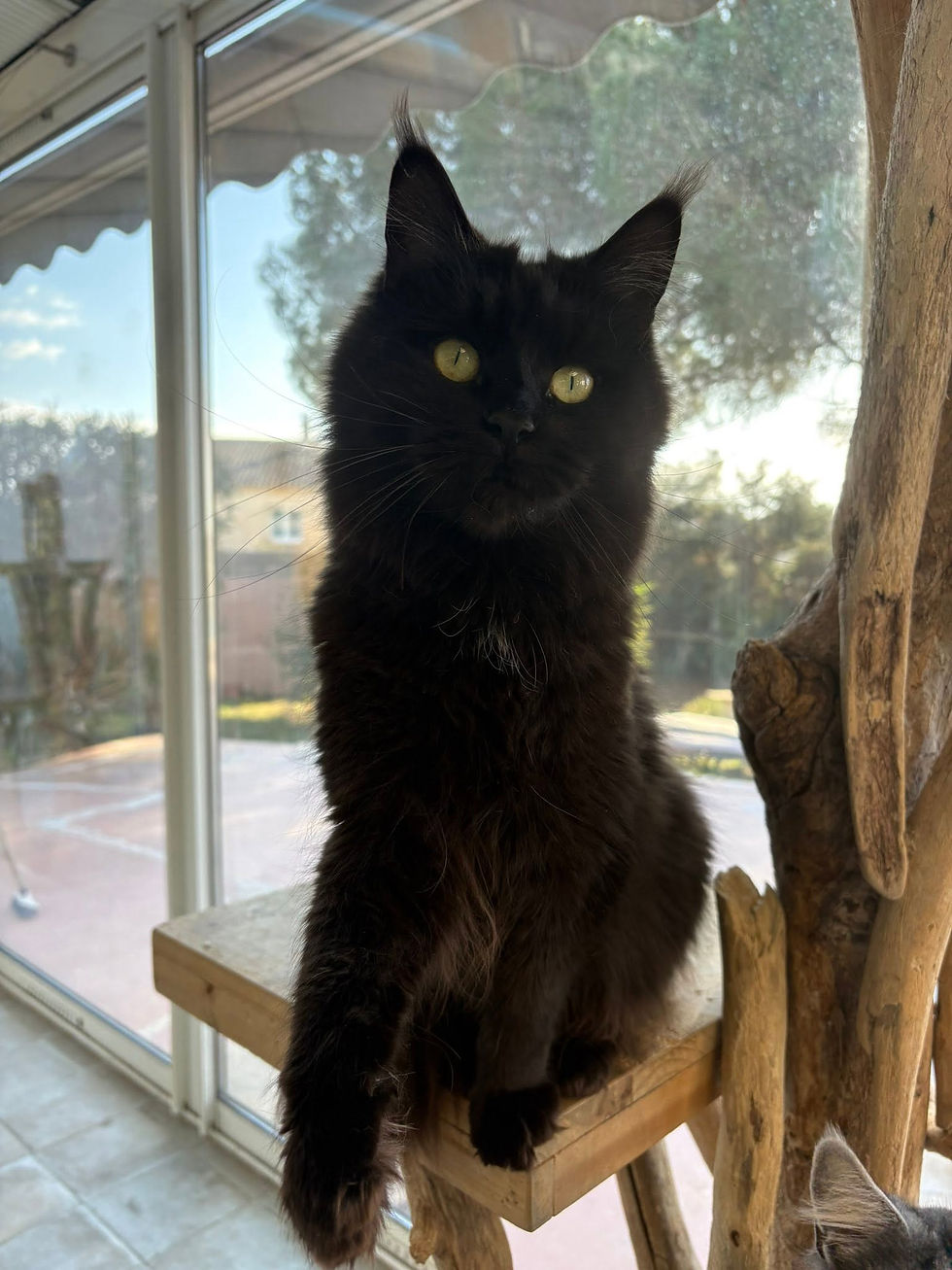 Tourmalyne femelle Maine coon de couleur black