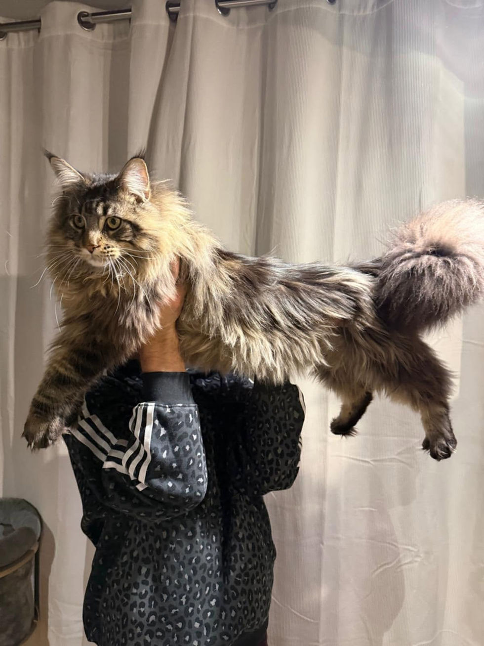 Brown blotched tabby 5