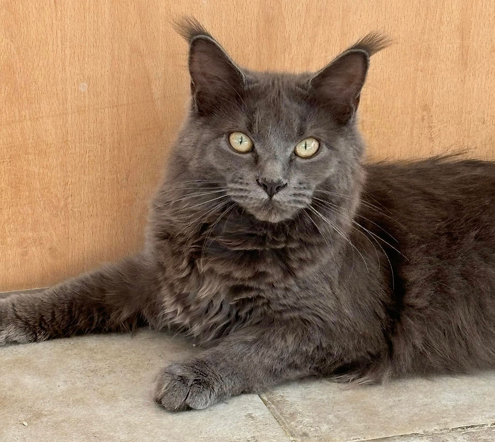 Uméa femelle Maine coon blue smoke