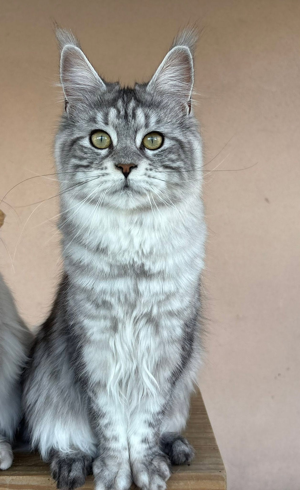 Anaé femelle Maine coon black silver blotched tabby