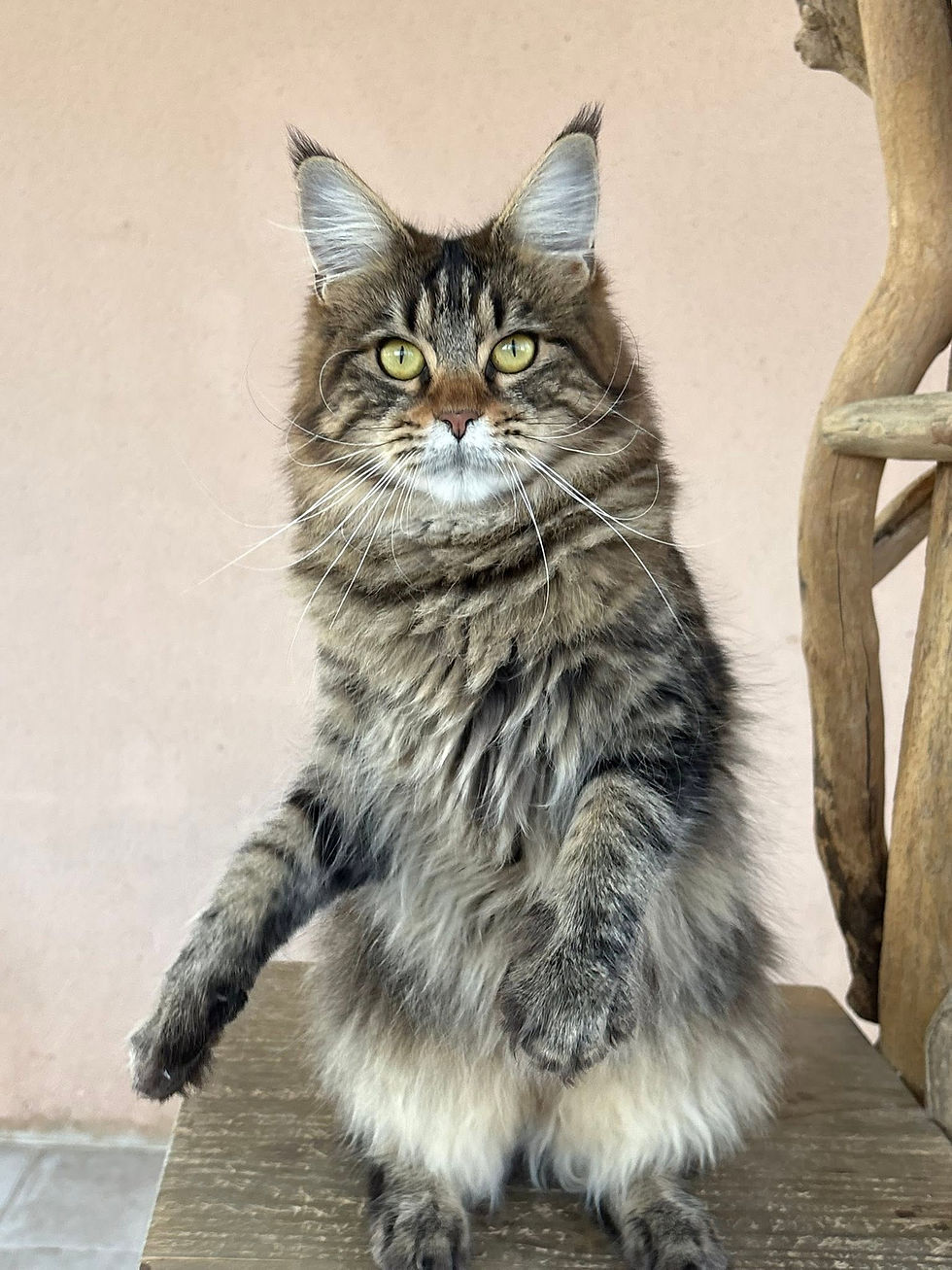 Vanaé femelle Maine coon brown blotched tabby
