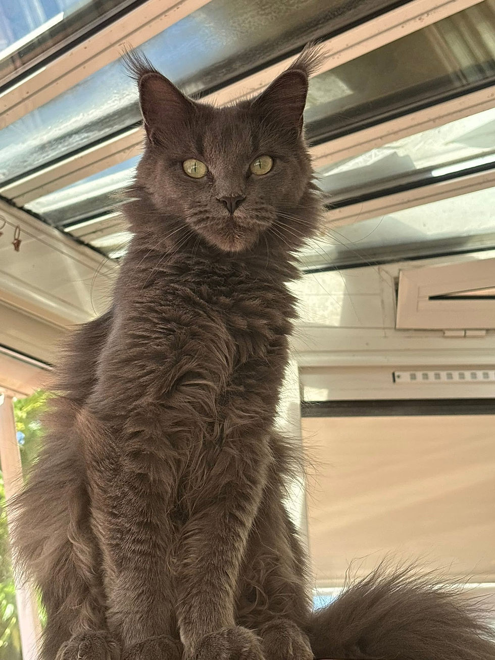 Uméa femelle Maine coon blue smoke