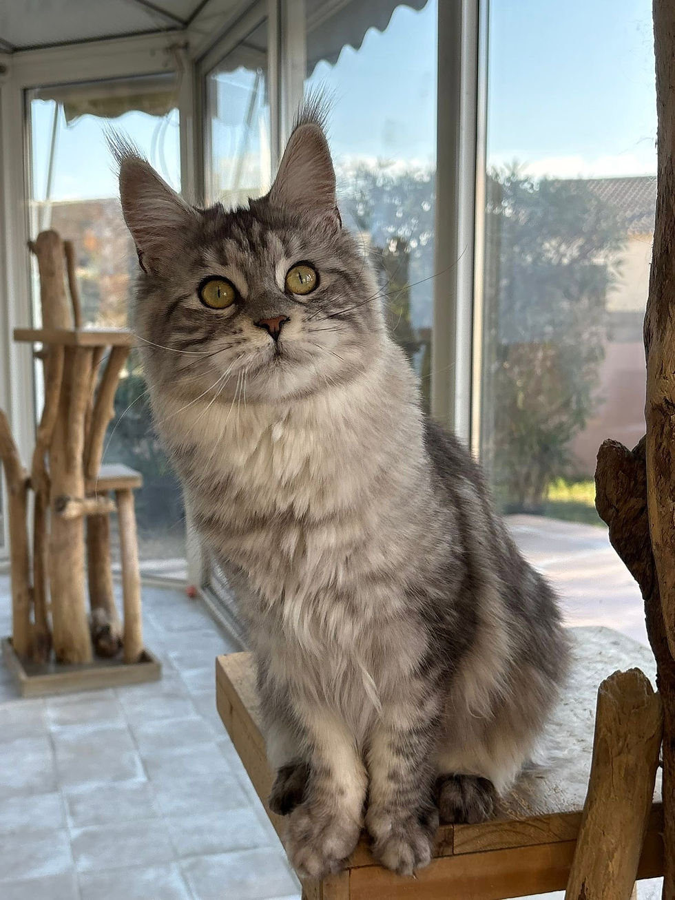Anaé femelle Maine coon black silver blotched tabby