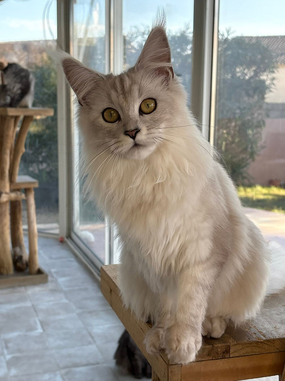 Aloé des Maudor femelle Maine coon Black smoke high