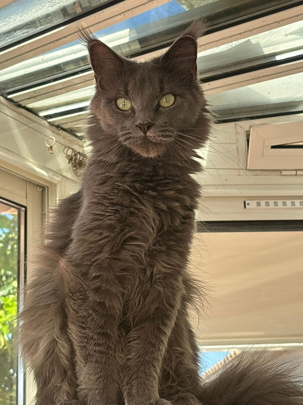 Uméa femelle Maine coon blue smoke