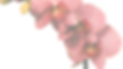 Tasha G Website Header - 1.png