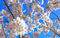 DC Cherry Blossoms