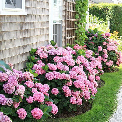 hydrangea foundation planting and landscape bed design along coastal home in Massachusetts
