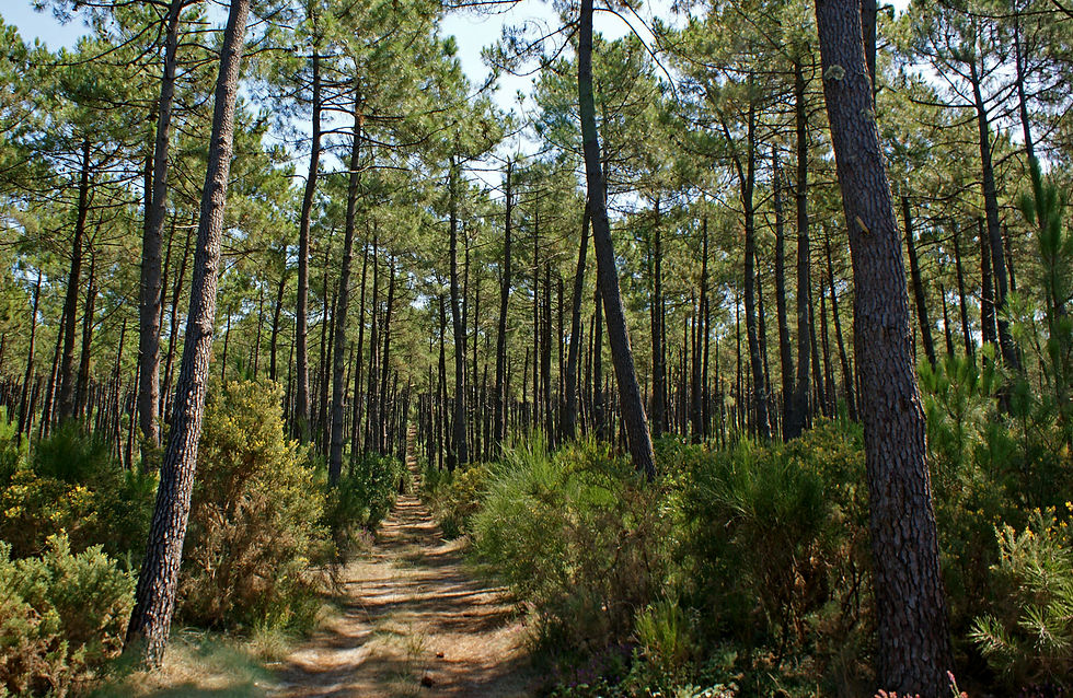 foret-des-landes_edited.jpg