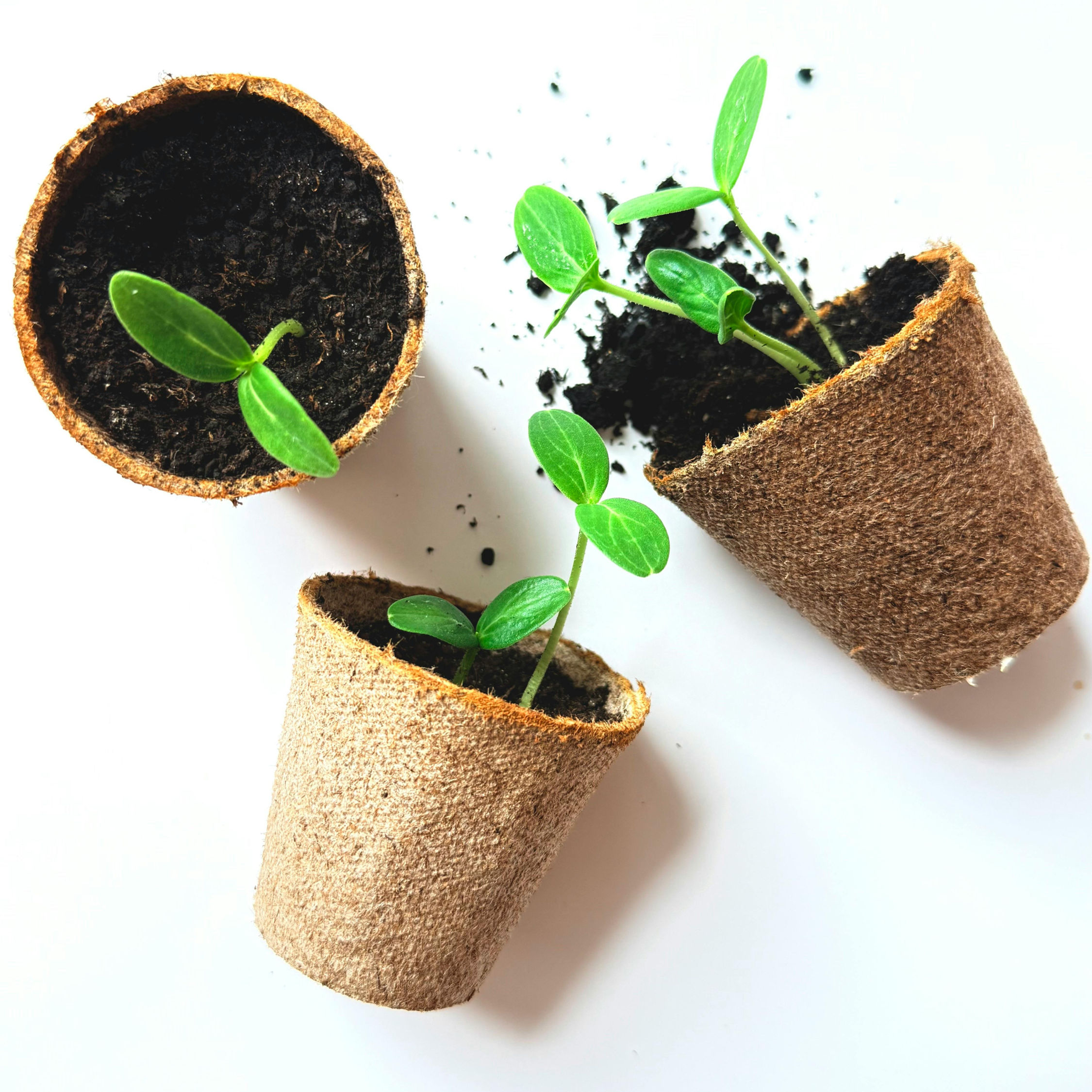 Sunflower starter kit