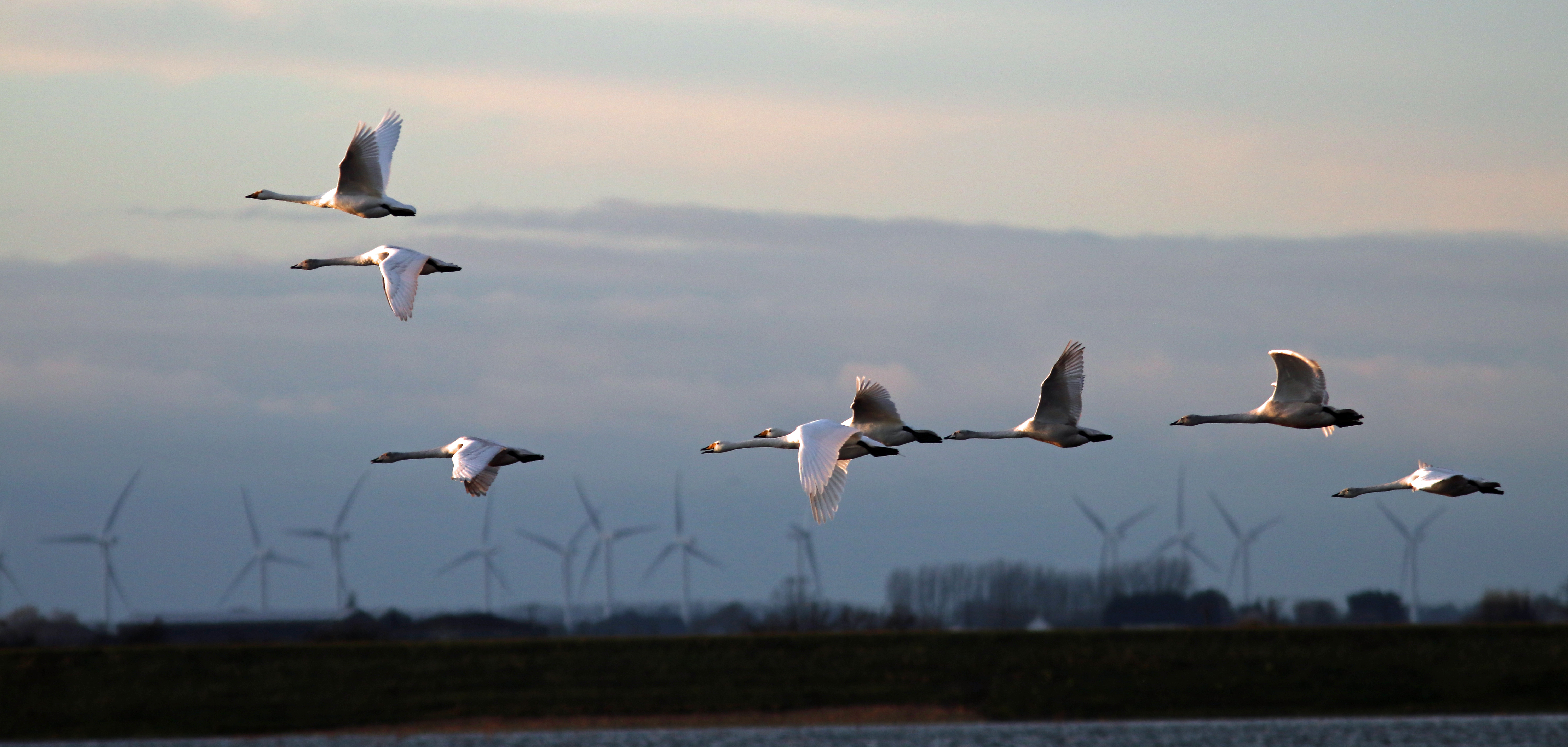Swans in Flight