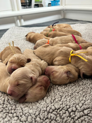 Blue Moon Acres Golden Retrievers Puppy