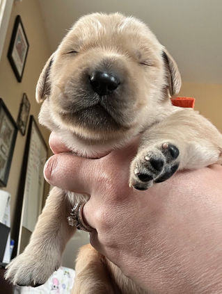 Blue Moon Acres Golden Retrievers Puppy