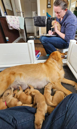 Blue Moon Acres Golden Retrievers Puppy