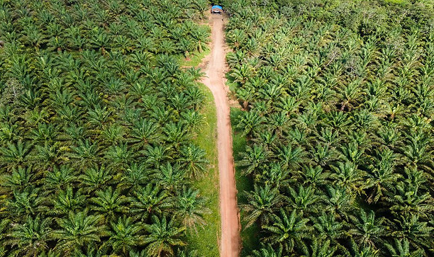 DJI_0657.width-900.jpg