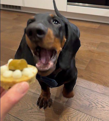 dog3.jpg