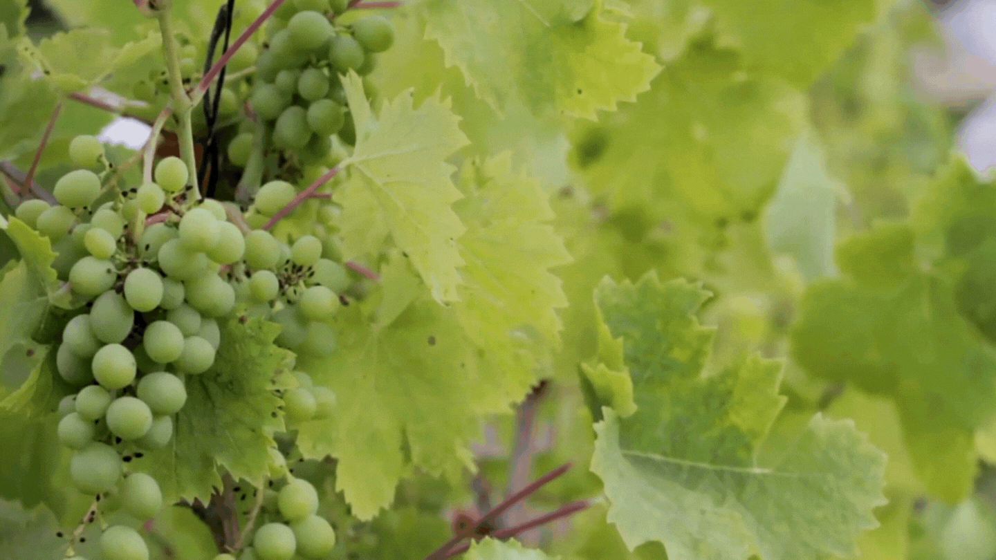 The True Vine, A study of John 15:1-17