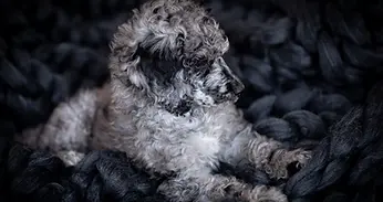 What-is-a-merle-poodle-are-they-real-.webp