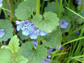 Wildkraut-Storys #1: Gundermann