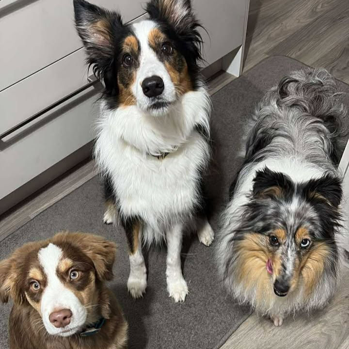 Hex, Twirl and Merlin eagerly await their Tukkathyme meal made with our Original Formula Dog Muesli and raw meat.