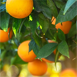 APRESENTAÇÃO II 2.png