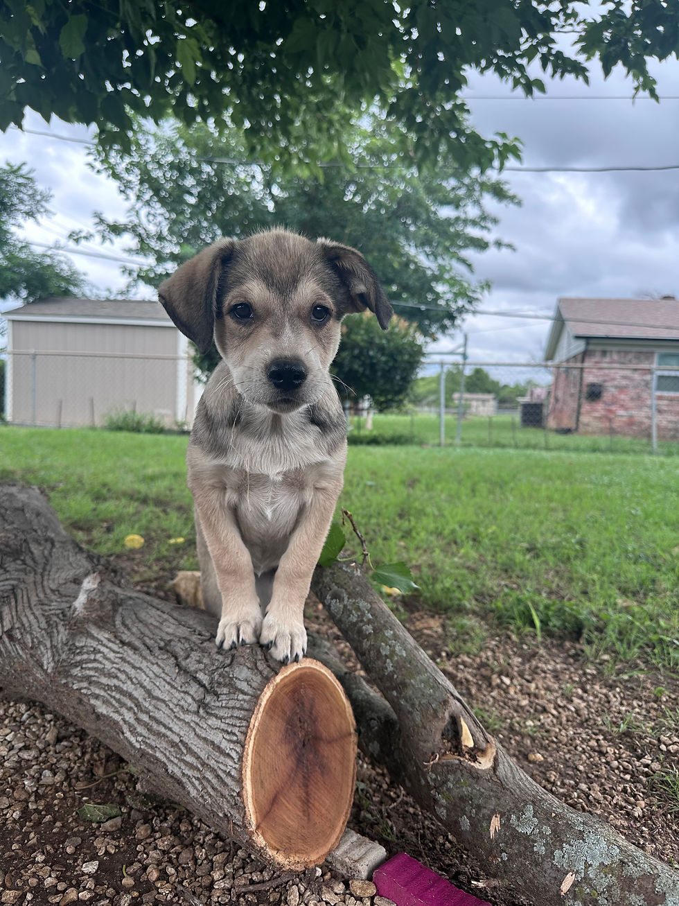 Image of a puppy sitting obediently while on a walk