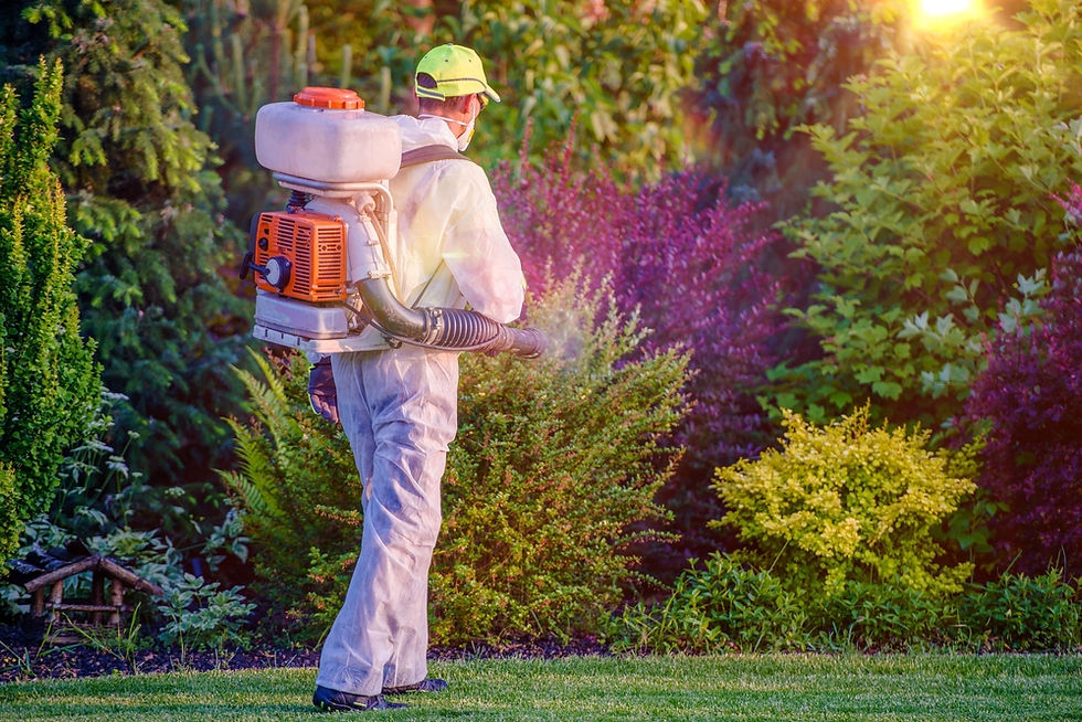 Termite Control