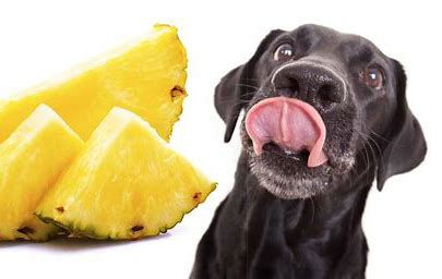 Can Dogs Eat Pineapple?