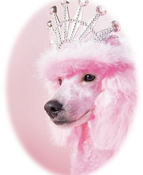 pink-poodle-head.jpg
