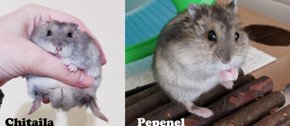 Comportamentul hamsterilor-studiu de caz Chitaila si Pepenel