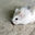 Writer: Hamster