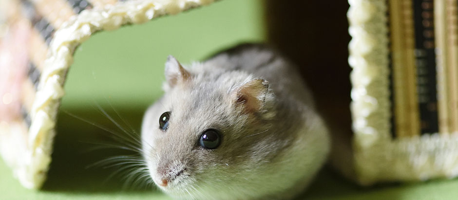 Cum sa gasesti un hamster evadat