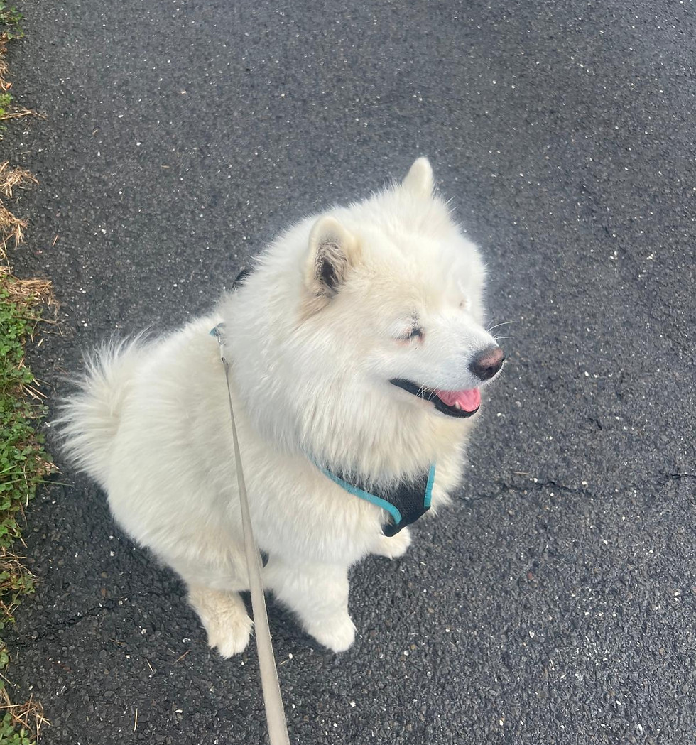 Samoyede assis